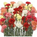 Mini Carnations - Assorted (bunch of 10 stems)